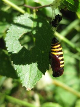 Magpie Moth 2 Copyright: Stephen Rolls