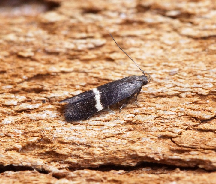 Syncopacma larseniella 1 Copyright: Ben Sale