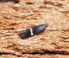 Syncopacma larseniella 1