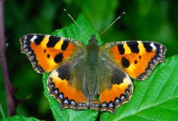 Aglais urticae Copyright: Peter Harvey