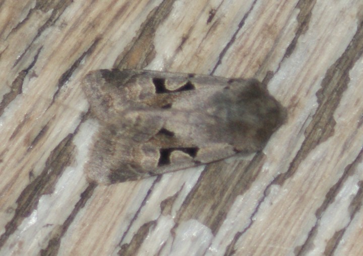 First Hebrew Character of the Year Copyright: Steven Allain, 2012
