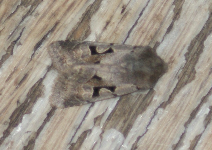 First Hebrew Character of the Year Copyright: Steven Allain, 2012