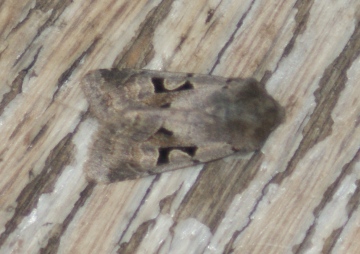 First Hebrew Character of the Year Copyright: Steven Allain, 2012