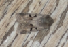 First Hebrew Character of the Year Copyright: Steven Allain, 2012