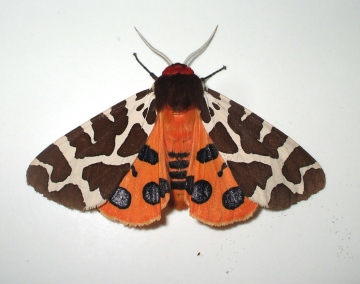 Garden Tiger 2 Copyright: Ben Sale