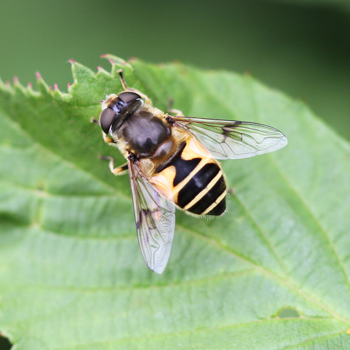 Eristalis horticola Copyright: Geoff Vowles