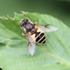 Eristalis horticola