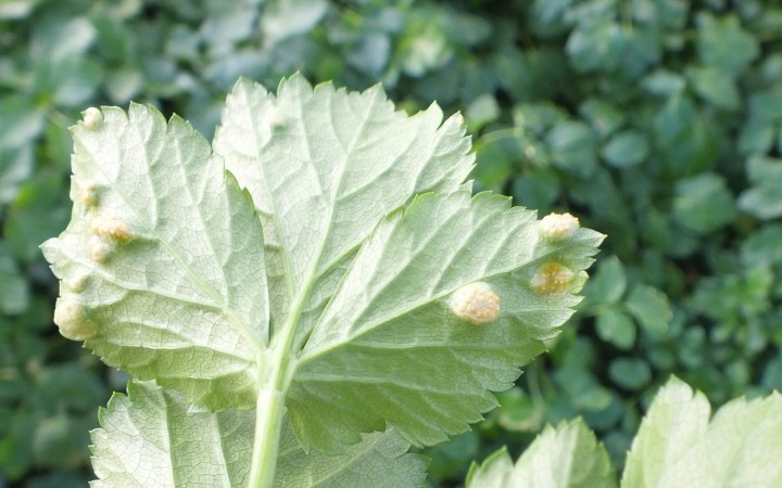 Puccinia smyrnii on Alexanders (underside of leaf) Copyright: Peter Pearson