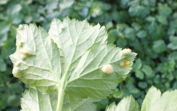 Puccinia smyrnii on Alexanders (underside of leaf) Copyright: Peter Pearson