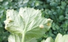 Puccinia smyrnii on Alexanders (underside of leaf) 