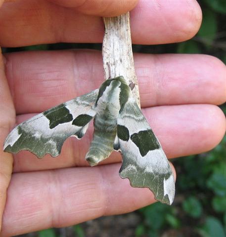 Lime Hawkmoth 2 Copyright: Stephen Rolls