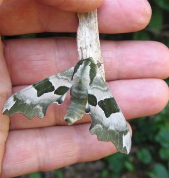 Lime Hawkmoth 2 Copyright: Stephen Rolls