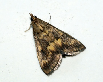 Ostrinia nubilalis Copyright: Ben Sale