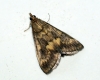 Ostrinia nubilalis