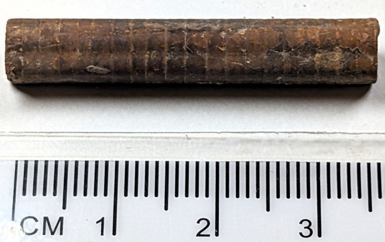 Chigwell fossil Crinoid stem Isselicrinus subbasaltiformis Copyright: Mike Daniels Collection