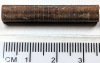 Chigwell fossil Crinoid stem Isselicrinus subbasaltiformis 