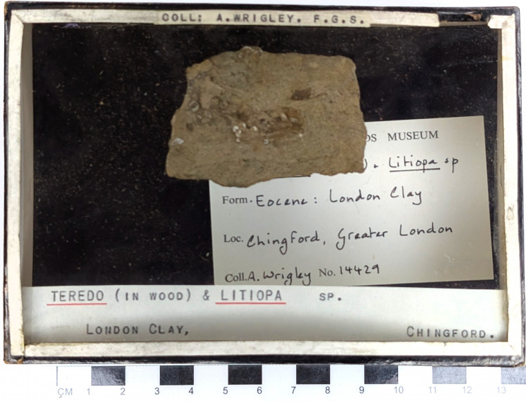 Chingford London Clay Fossils Teredo and Litiopa bivalves Copyright: Arthur Wrigley Collection