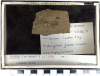 Chingford London Clay Fossils Teredo and Litiopa bivalves