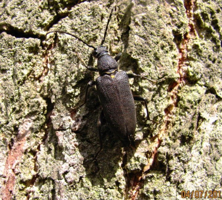 Stictoleptura scutellata Copyright: Graham Smith