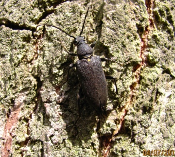 Stictoleptura scutellata Copyright: Graham Smith