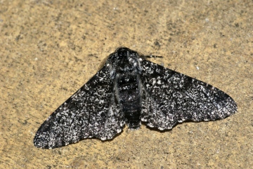 Peppered Moth f.insularia Copyright: Ben Sale