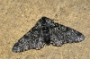 Peppered Moth f.insularia 