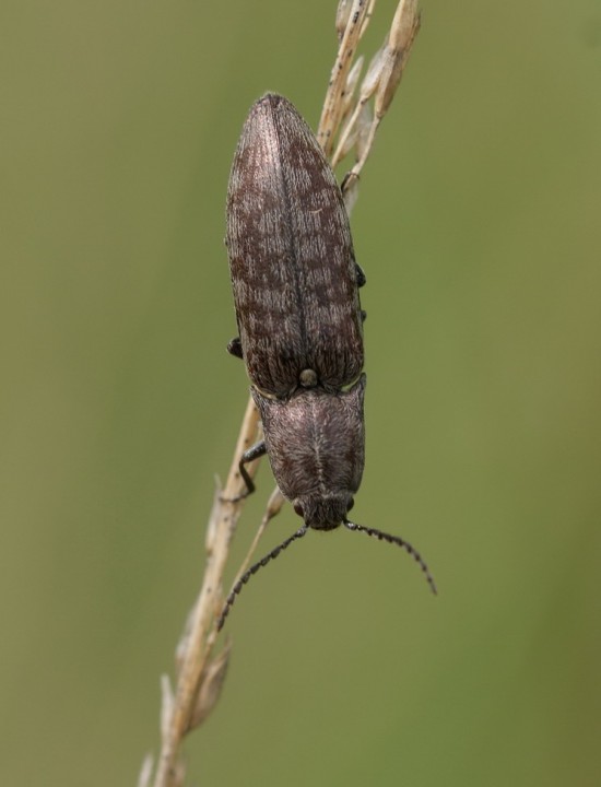 Actenicerus sjaelandicus Copyright: Robert Smith