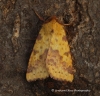 Pink-barred sallow  Xanthia togata 2