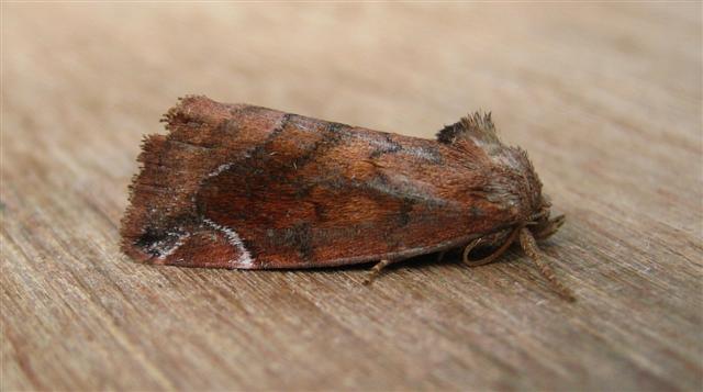 Lunar Spotted Pinion Copyright: Stephen Rolls