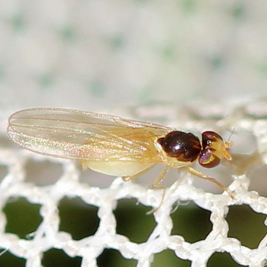 3rd July 2014 Epping Forest Copyright: Jeremy Richardson