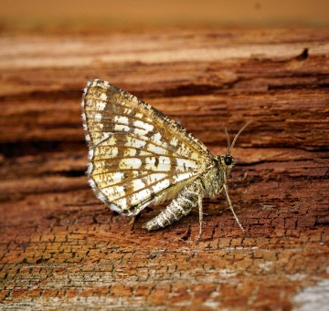 Latticed Heath 1 Copyright: Ben Sale