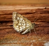 Latticed Heath 1 Copyright: Ben Sale