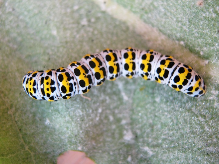 larva mullein Copyright: Kim Prowse