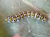 larva mullein 