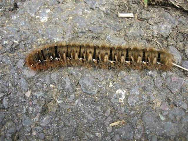 Oak Eggar Cat Copyright: Stephen Rolls