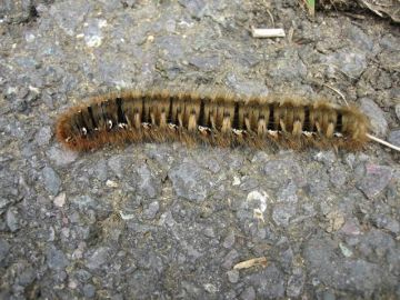 Oak Eggar Cat Copyright: Stephen Rolls