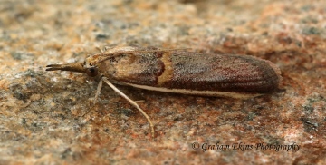 Etiella zinckenella 5 Copyright: Graham Ekins