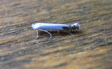 Lyonetia clerkella. Copyright: Stephen Rolls