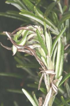 Chrysolina americana possible gall on rosemary Copyright: Peter Harvey