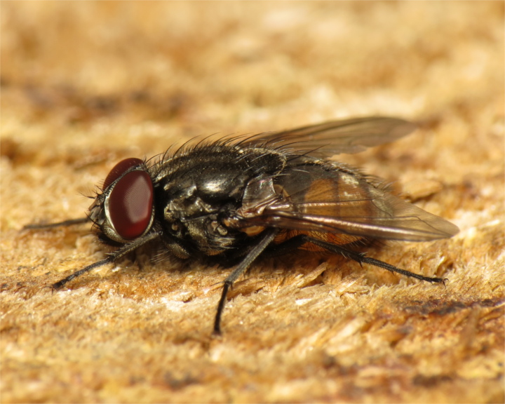 Musca autumnalis male 20150619-1852 Copyright: Phil Collins