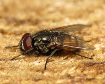 Musca autumnalis male 20150619-1852 Copyright: Phil Collins