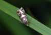 Lobesia abscisana 