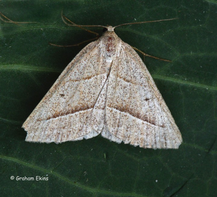 Brown Silver-line Petrophora chlorosata Copyright: Graham Ekins