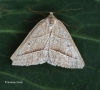 Brown Silver-line Petrophora chlorosata Copyright: Graham Ekins