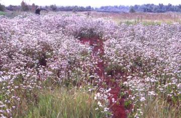 West Thurrock PFA North Lagoon-saline sea aster area Copyright: Peter Harvey