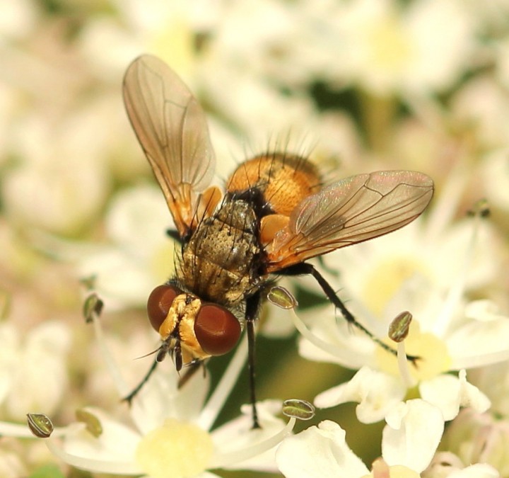 male 19th June Herts Copyright: Jeremy Richardson