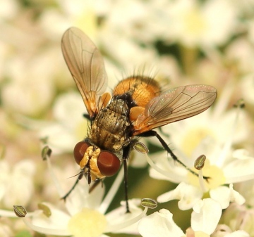 male 19th June Herts Copyright: Jeremy Richardson