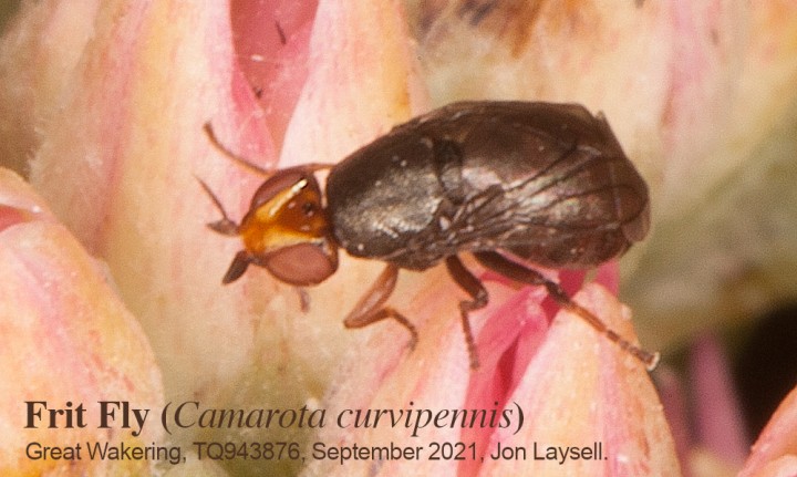 Frit Fly (Camarota curvipennis) Copyright: Jon Laysell