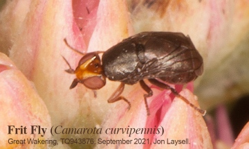 Frit Fly (Camarota curvipennis) Copyright: Jon Laysell