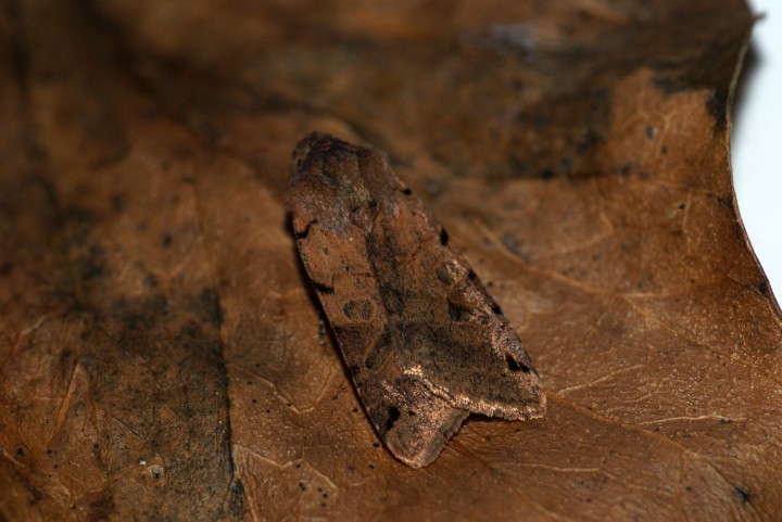 Brown-spot Pinion 3 Copyright: Ben Sale